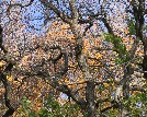 Twisted branches in autumn - John Lorenz