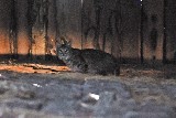 Bobcat in the Everson Barn, 2011 - Jerry Kaiser