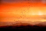 Bat Outflight at Sunset - 