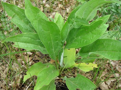 Houndstongue, an invasive weed at Valley View